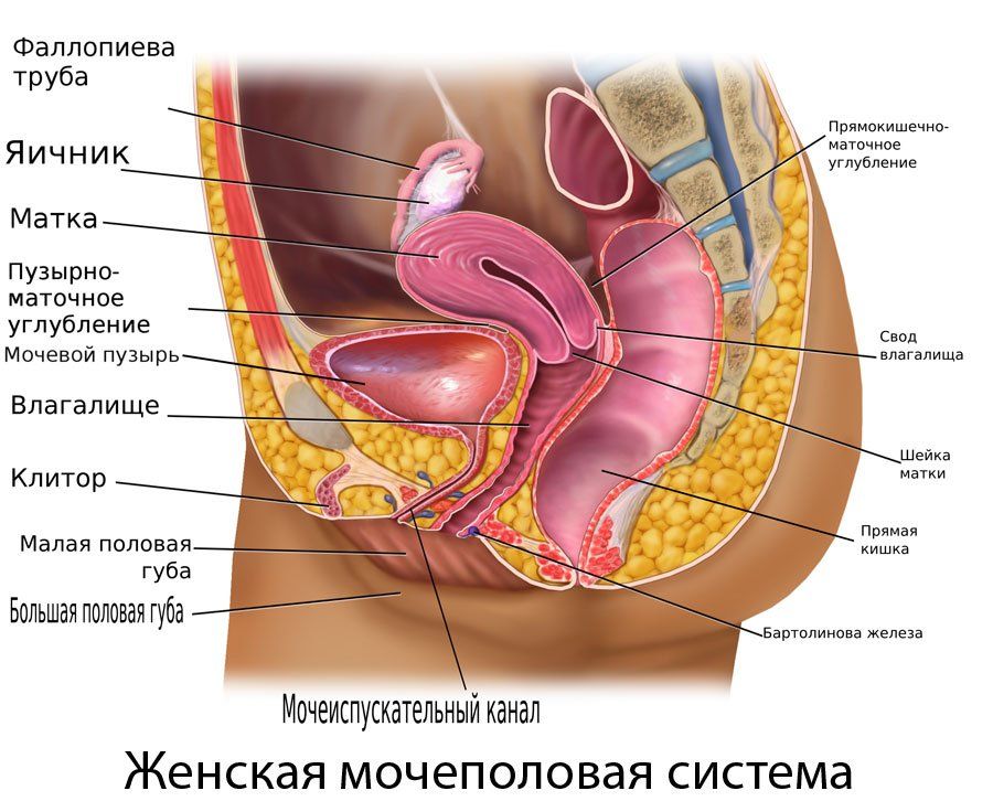Анатомия женское мочеполовой системы в сагитальном срезе